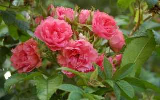 Роза морщинистая рубра