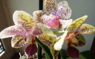 Орхидея значение цветка для дома