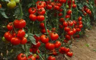Урожай помидоров в теплице с 1 м2