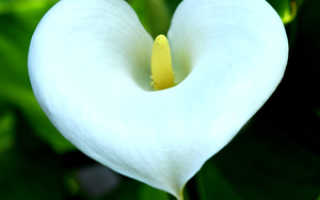 Комнатный цветок калла