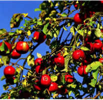 Уход за яблоней после сбора урожая осенью