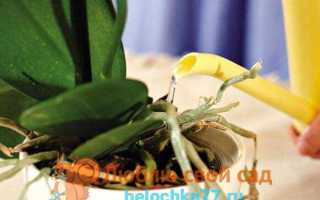 Орхидеи уход в домашних условиях полив