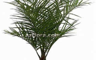 Арековая пальма