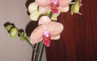 Как разделить орхидею
