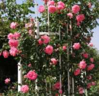 Плетистые розы цветущие