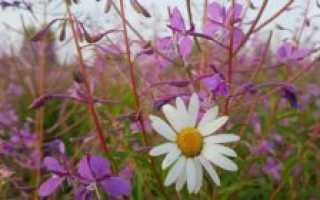 Цветы кипрея