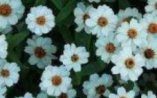 Циния многолетняя посадка и уход