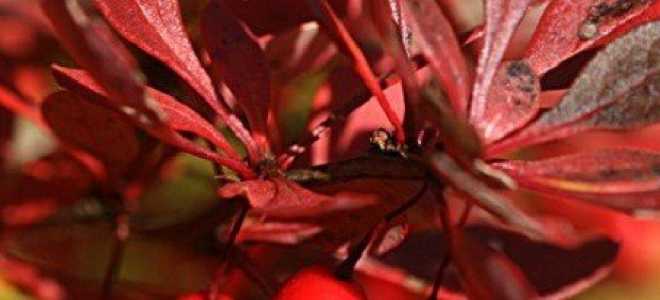 Барбарис декоративный посадка и уход