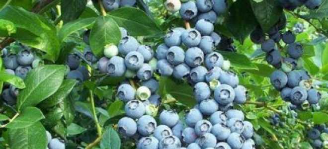 Посадка голубики садовой осенью