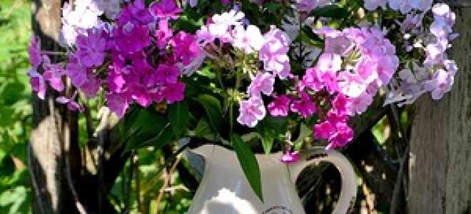 Флоксы шиловидные многолетние