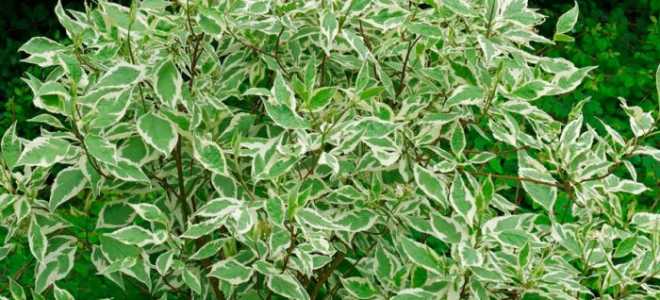 Дерен белый элегантиссима посадка и уход