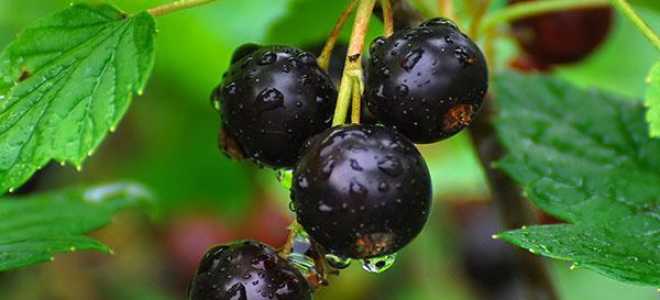 Посадка йошты осенью