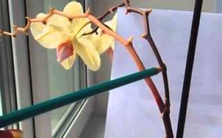 Сохнет цветонос у орхидеи что делать