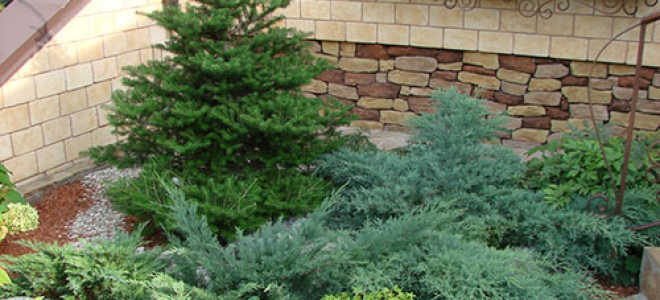 Как правильно посадить ель осенью