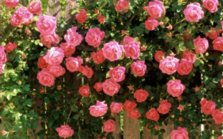 Плетистая роза выращивание и уход