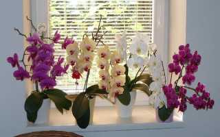 Можно ли сажать орхидею в обычную землю