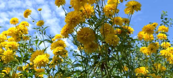 Рудбекия золотой шар посадка и уход