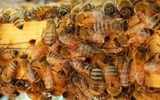 Виды пчел в России