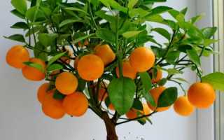Апельсиновое дерево дома