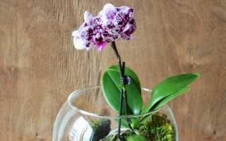 Орхидеи в стекле