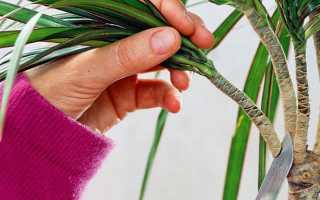 Как обрезать пальму в домашних условиях