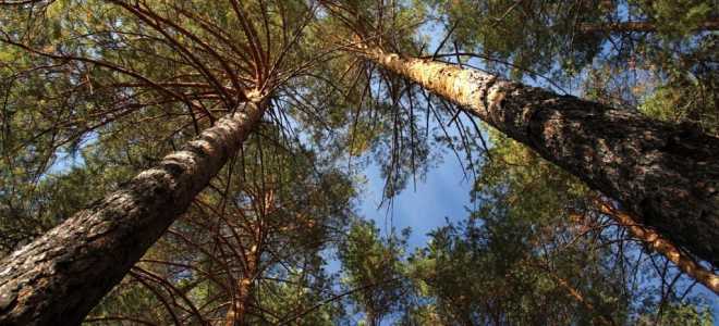 Когда сажать сосны весной или осенью