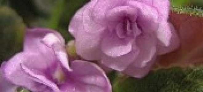 Пересадка фиалок осенью