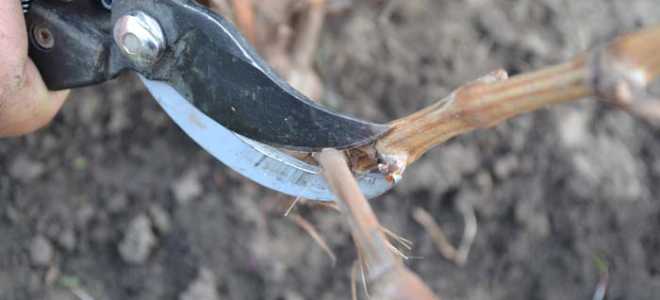 Обрезка двухлетнего винограда осенью