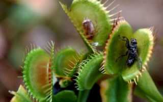 Венерина мухоловка как вырастить из семян