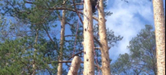 Подрезка яблонь осенью