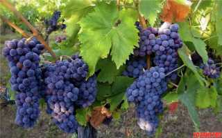 Посадка виноградной лозы осенью