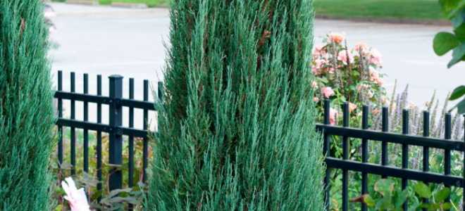 Можжевельник скайрокет посадка и уход