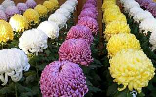 Цветные хризантемы