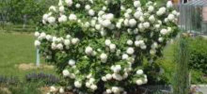 Пересадка калины осенью