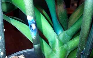 Синяя орхидея уход в домашних условиях