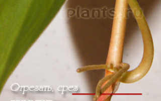 Растение филодендрон