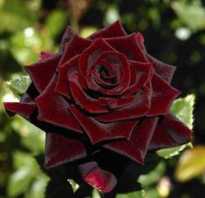Роза черный принц
