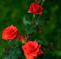 Роза кордана в саду