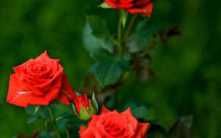 Роза кордана в саду