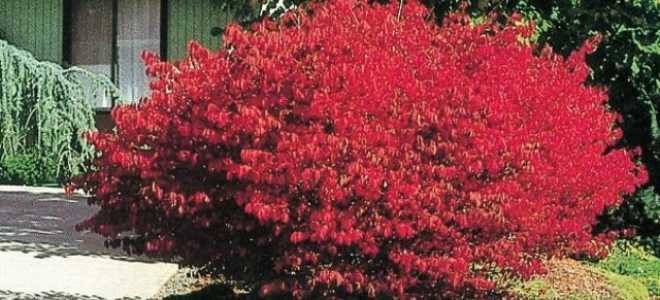 Бересклет крылатый посадка и уход