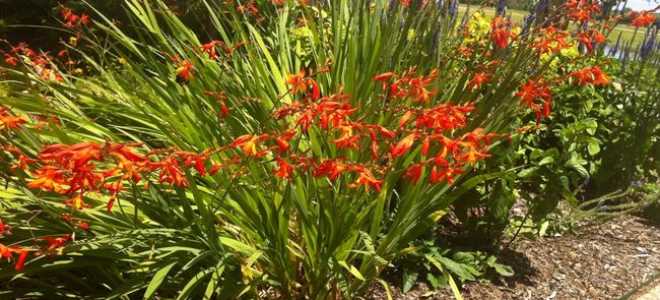 Японский гладиолус посадка и уход