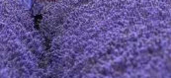 Растение лаванда посадка и уход