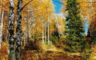 Какие деревья первыми сбрасывают листья осенью