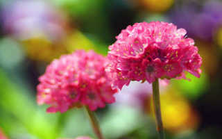 Цветок альмерия