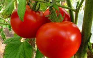 Как правильно поливать помидоры в теплице