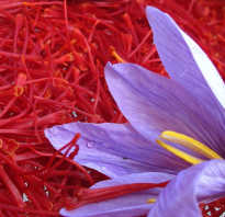 Как выглядит цветок шафран