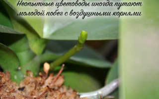 Как растет цветонос у фаленопсиса