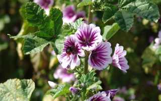 Когда сеять мальву
