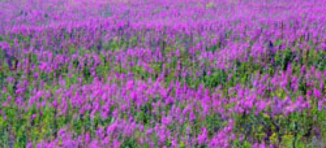 Цветки иван чая