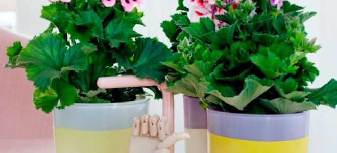 Пеларгония посадка и уход в домашних условиях